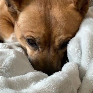 Meet your Posher, Betsy